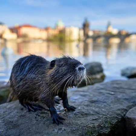 Soukromy Milada Homestay szállás Prága