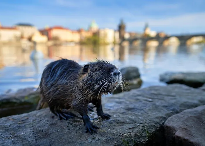 Soukromy Milada Accommodatie bij particulieren Praag